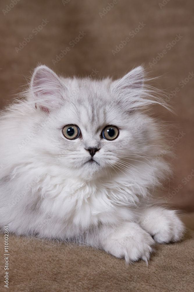 Silver chinchilla persian kitten on brown background