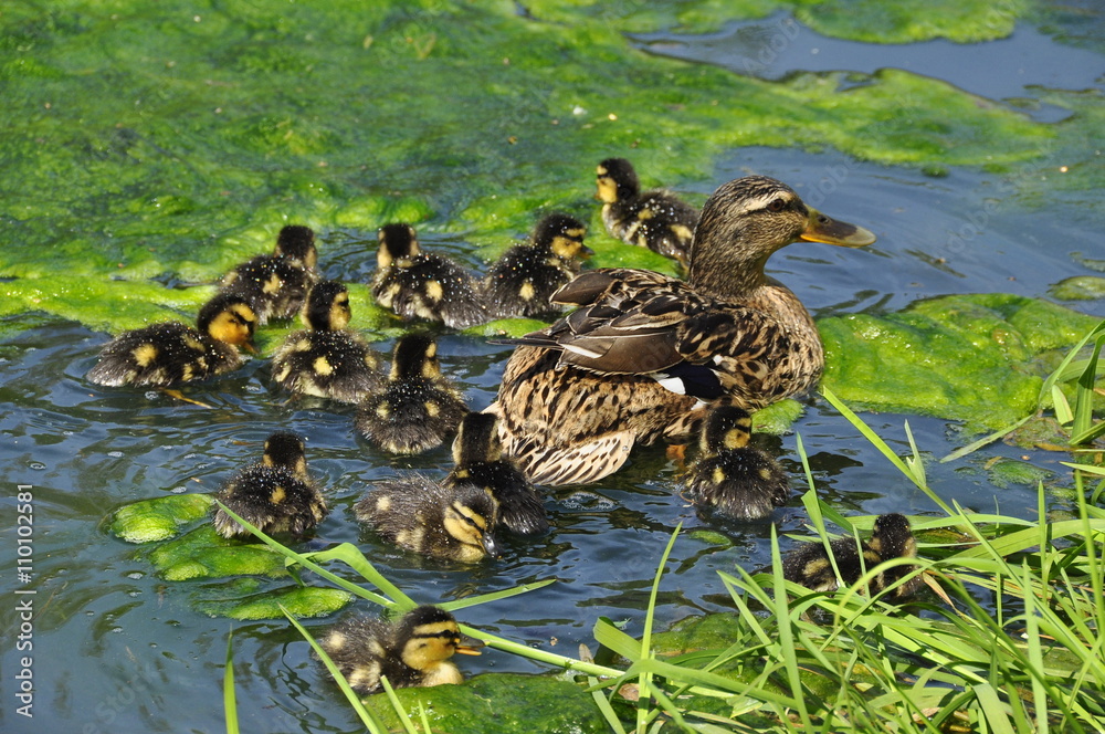 Fototapeta premium Cane Colvert et canetons 