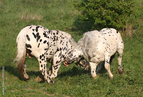 Two horses fight