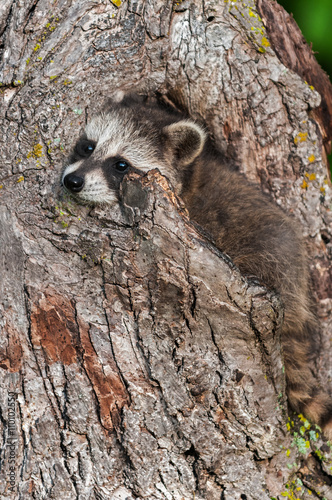 Young Raccoon (Procyon lotor) Wedged in Knothole