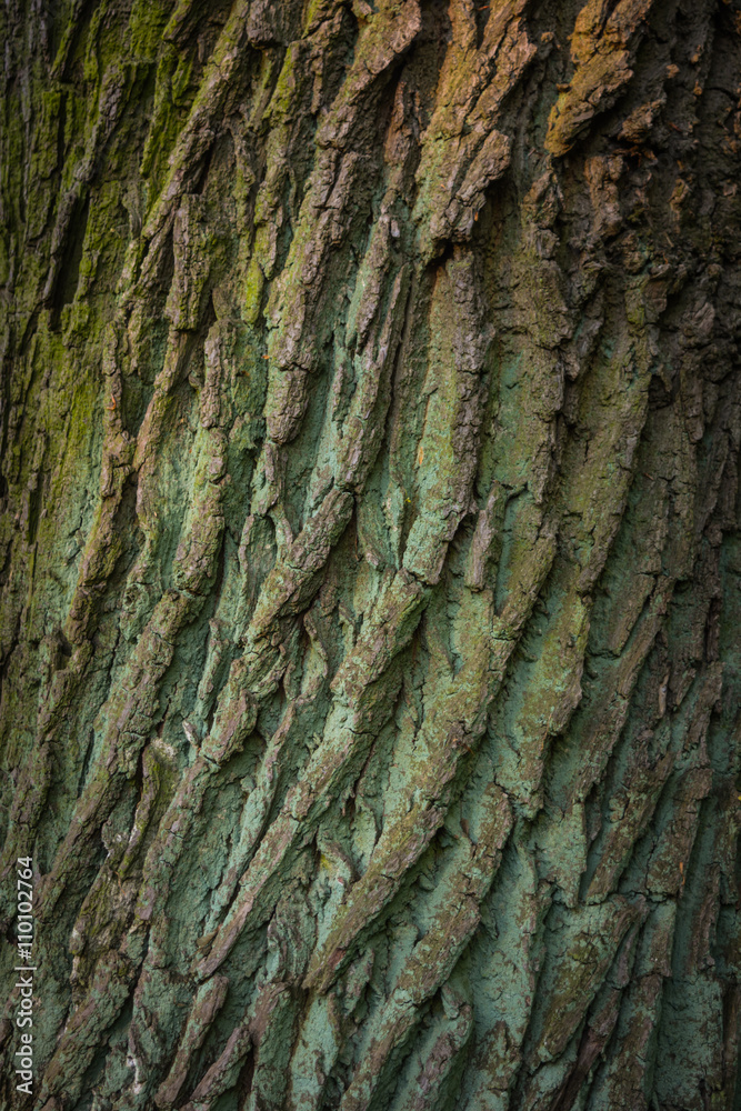 Texture of the tree bark in the sunset light, abstract background Texture of the tree bark in the sunset light, abstract background