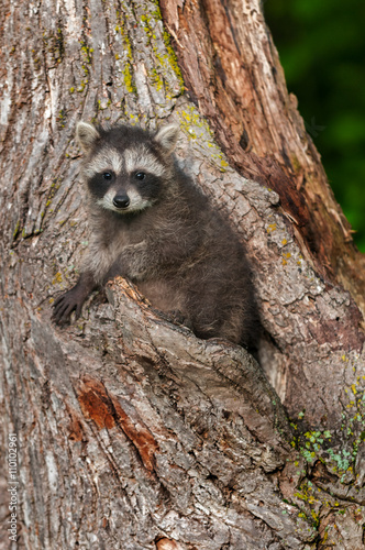 Young Raccoon (Procyon lotor) Stares Straight Out