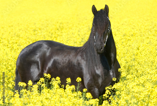 Portrait of nice friesian horse © lenkadan