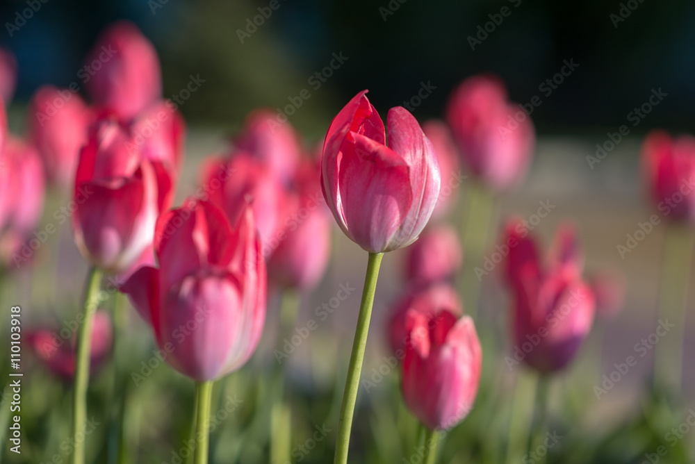 Tulips flowerbed, field of beautiful pink tulips in spring, city decoration Tulips flowerbed, field of beautiful pink tulips in spring, city decoration