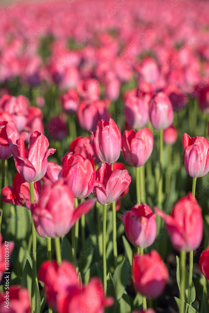 Tulips flowerbed, field of beautiful pink tulips in spring, city decoration