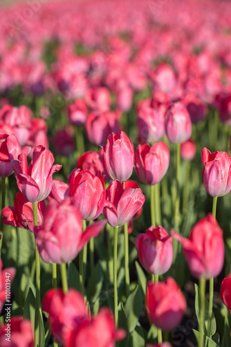 Tulips flowerbed  field of beautiful pink tulips in spring  city decoration