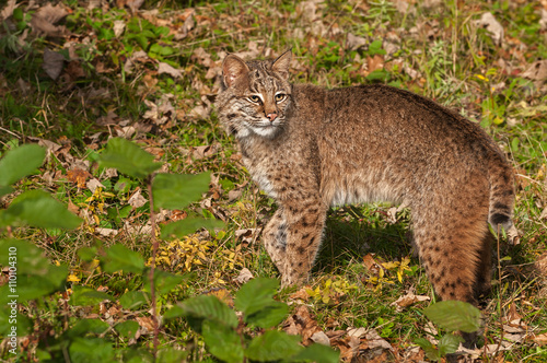 Bobcat (Lynx rufus) Looks Back © hkuchera