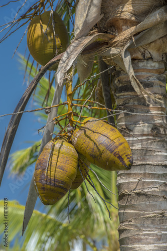 coconut palm tree fruits photo