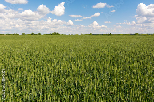 Green wheat field in a sunny day