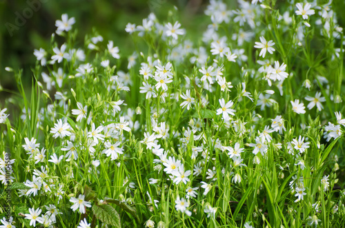 White tender spring flowers, Cerastivum arvense, growing at meadow. Seasonal natural floral background