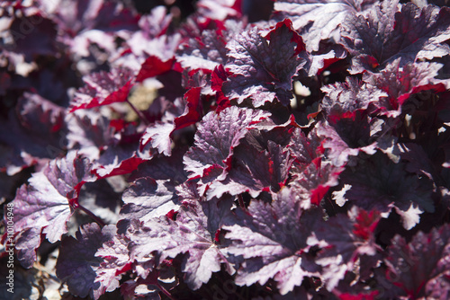 close up on Obsidian Coral Bells (Heuchera) flower