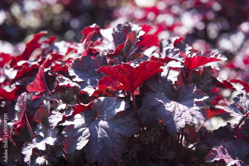 close up on Obsidian Coral Bells (Heuchera) flower