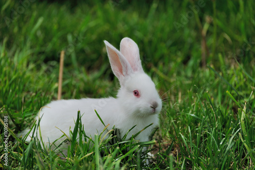 White rabbit sitting in grass