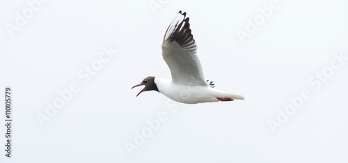 Rufende Lachmöwe (Chroicocephalus ridibundus, Syn. Larus ridibundus) im Flug, Nationalpark Schleswig-Holsteinisches Wattenmeer, Schleswig-Holstein, Nordseeküste, Deutschland