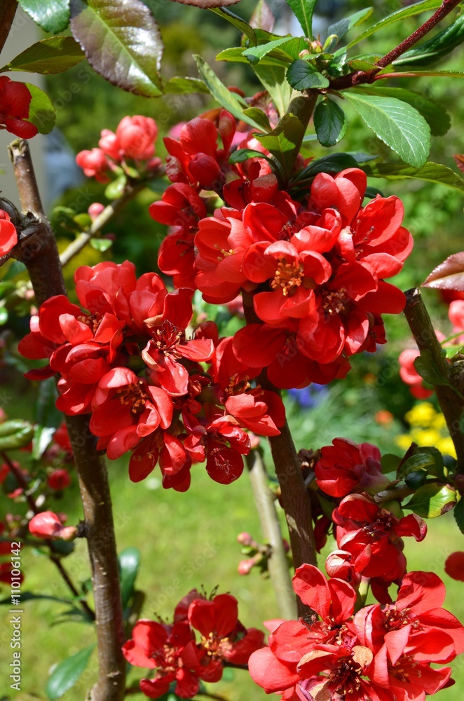 Rote Zierapfelblüten blühen am Baum Rote Zierapfelblüten blühen am Baum