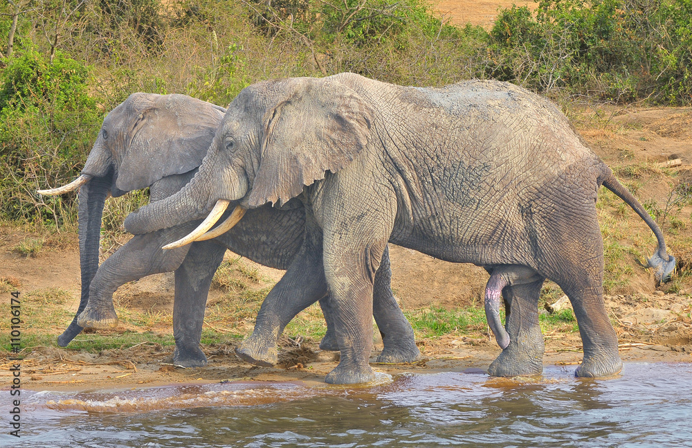 Fototapeta premium African elephant at the water place
