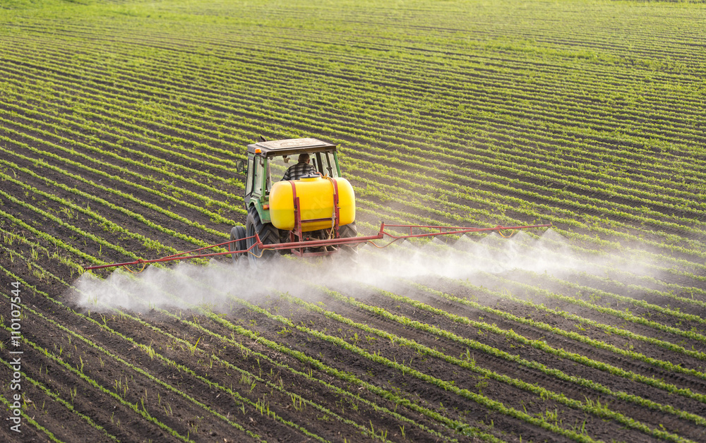 Fototapeta premium Tractor spraying soybean