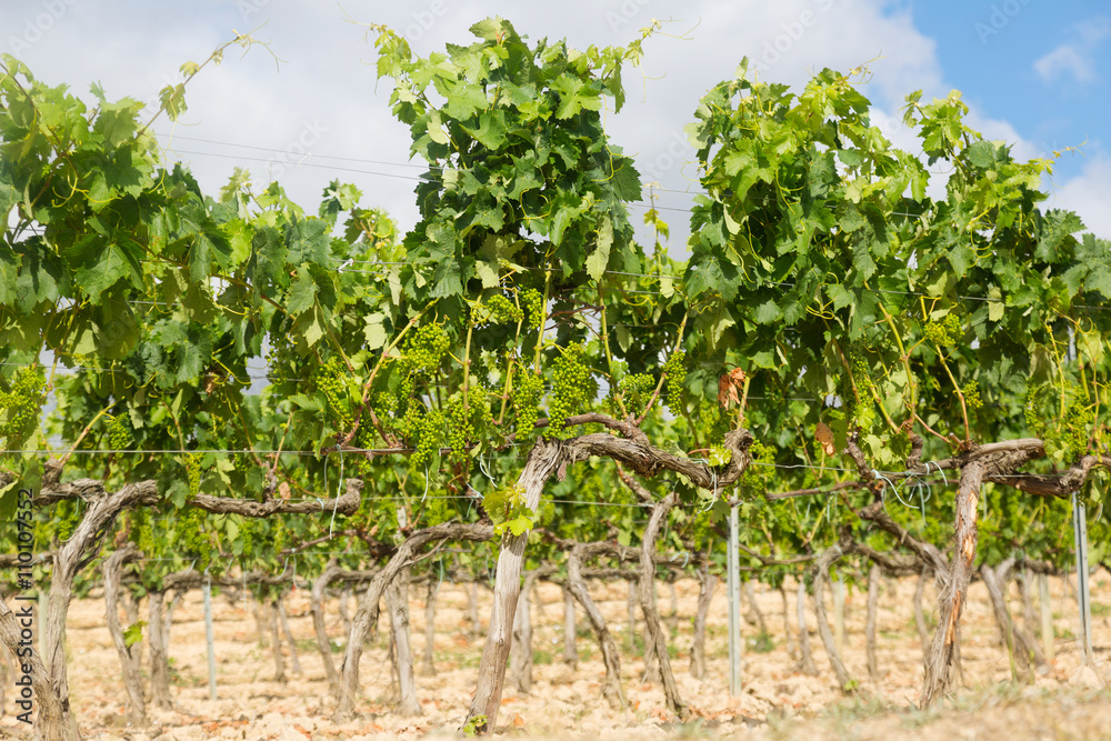 Vineyards plant in sunny day