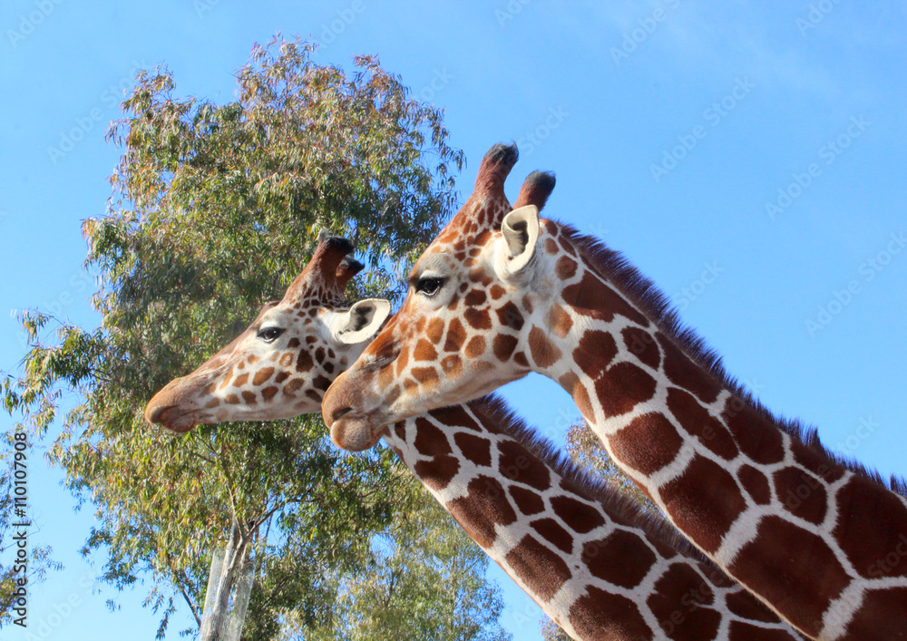 Naklejka premium giraffe photo