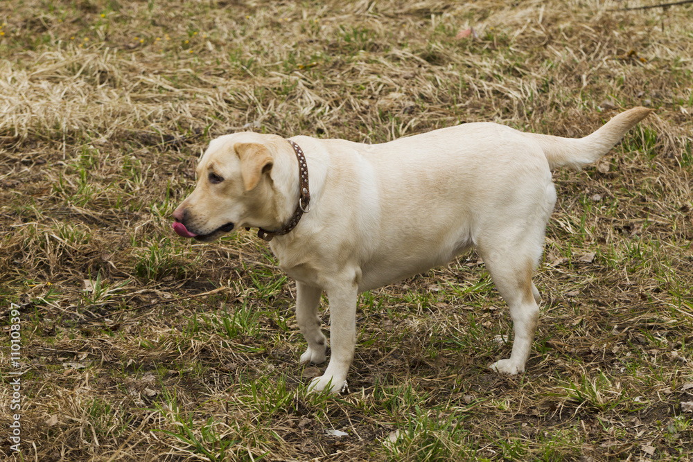Labrador walking in the park Labrador walking in the park