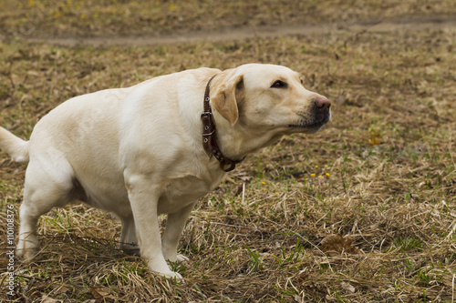 Labrador walking in the park