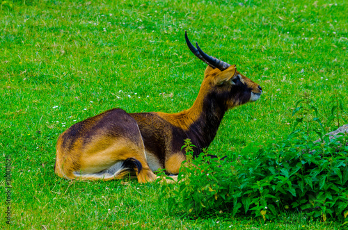 Nile lechwe (Kobus megaceros) photo