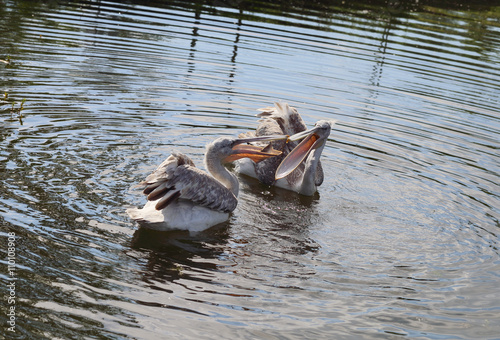 Pelican, thou shalt not covet the food of a different Pelican photo