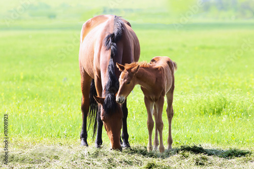 Foal with his mother    © chermit