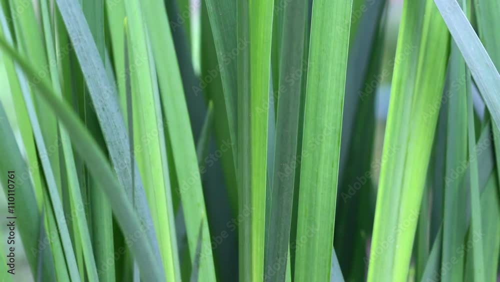 Abstract background with green grass. Abstract background with green grass.