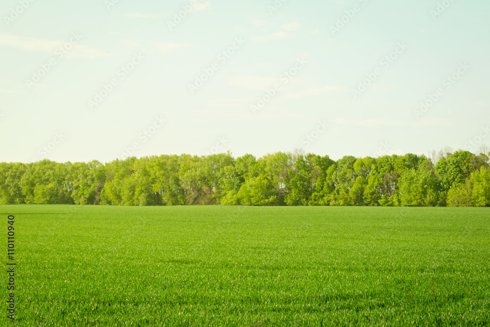 Obraz premium Rural landscape with young wheat field