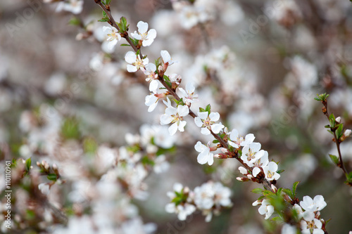 cherry blossom - hanami beginning © blue_caterpillar