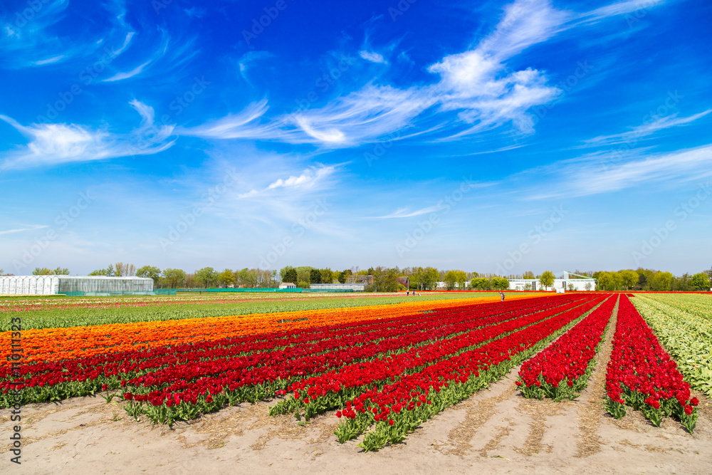 Blue sky over multicolor tulip fields near village of Lisse in the Netherlands Blue sky over multicolor tulip fields near village of Lisse in the Netherlands