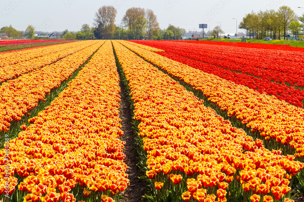 Orange and yellow tulip field close-up near village of Lisse in the Netherlands
