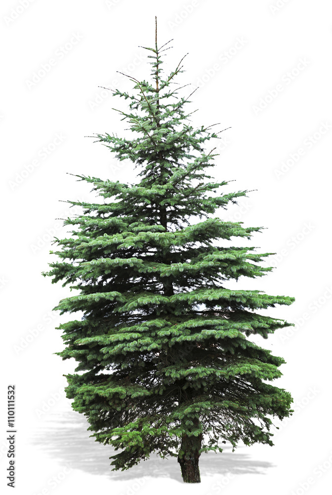 Obraz premium Fir-tree, isolated on white