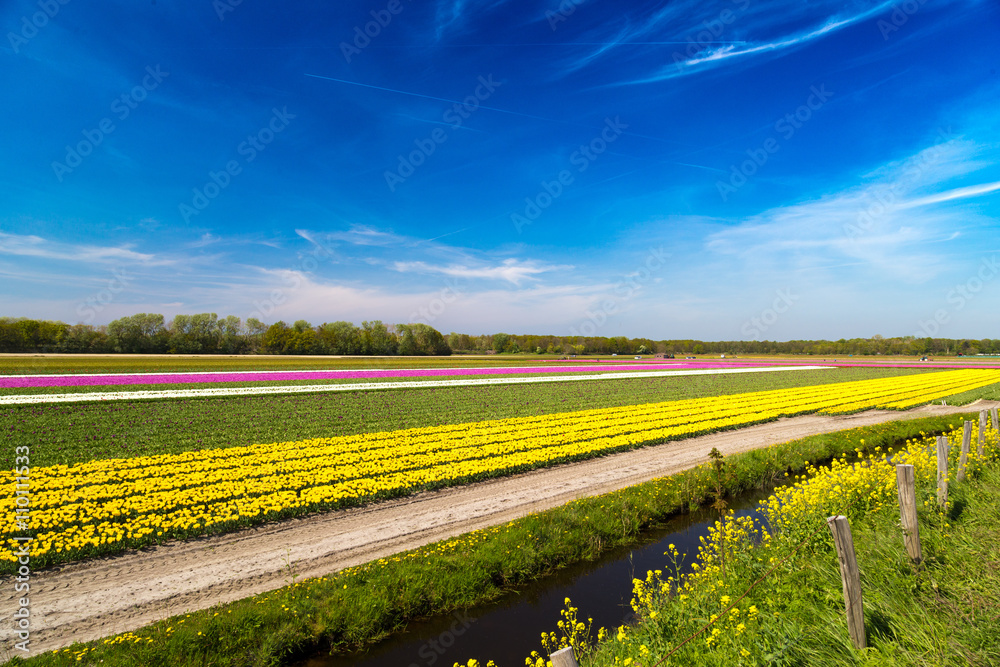 Blue sky over yellow tulip fields near village of Lisse in the Netherlands