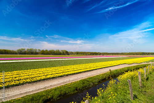 Blue sky over yellow tulip fields near village of Lisse in the Netherlands © beketoff