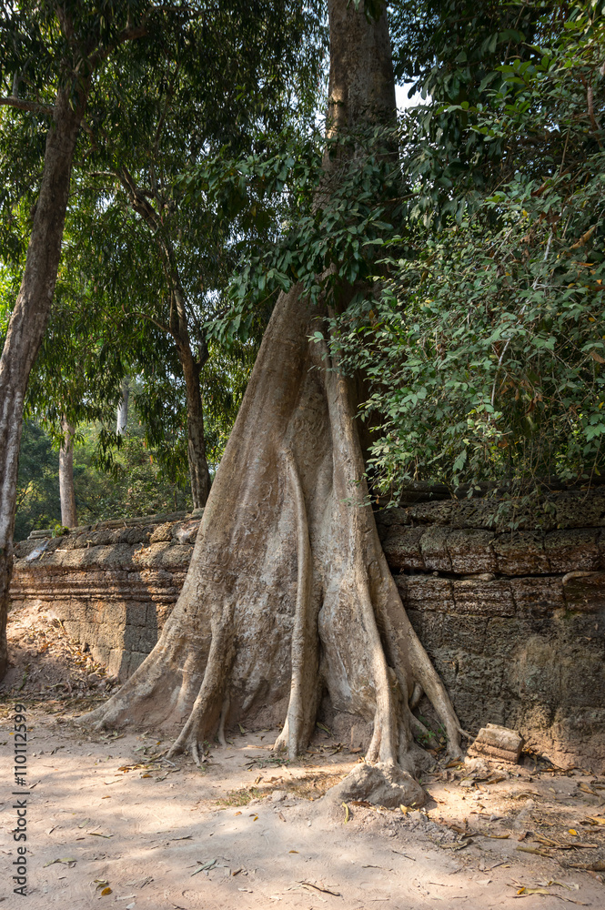 Ta Prohm temple