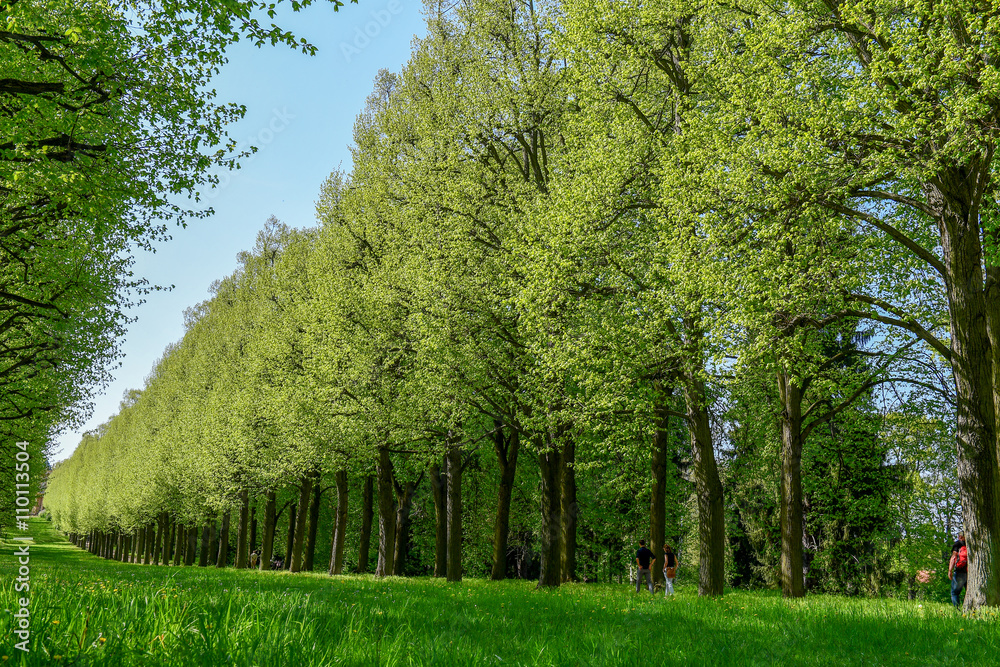 Obraz premium Parklandschaft im Frühling - Land Brandenburg