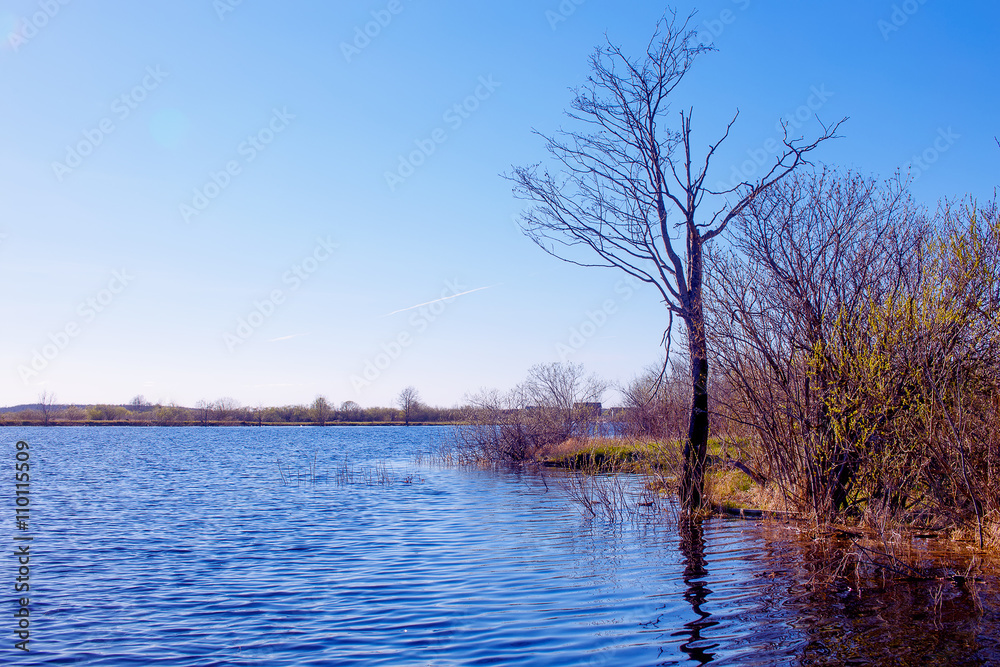 freshet. spring high water. river flooded the trees on the shore. copy space for your text freshet. spring high water. river flooded the trees on the shore. copy space for your text