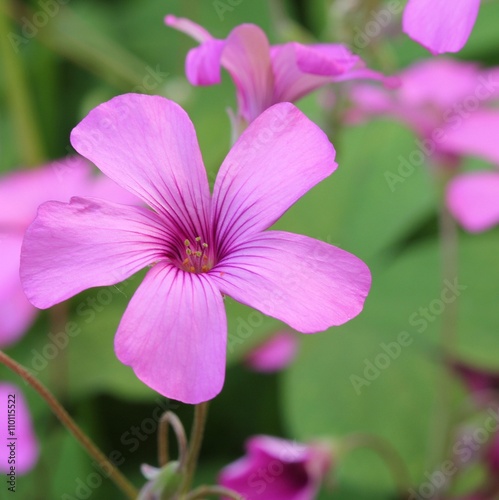 Oxalis