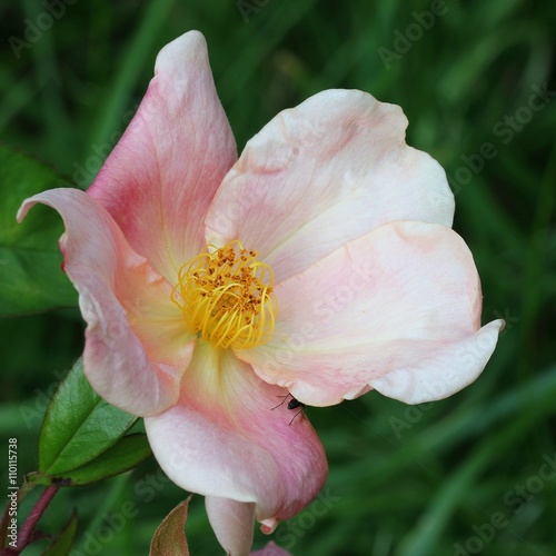 Rosa chinensis Mutabilis