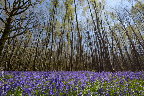 Vászonkép Bluebells carpet the floor of a wood, UK