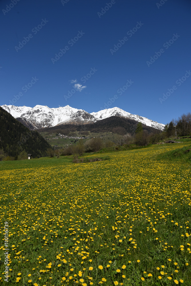 paesaggio di montagna primavera fiori gialli arnica 