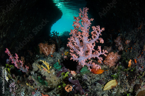 Photography Colorful Soft Corals in Shallow Cave in Raja Ampat