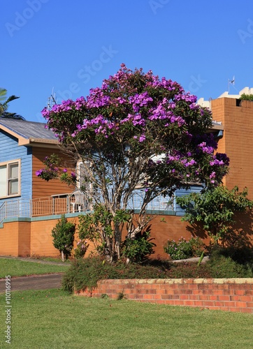 Australian Glory Flower bush photo