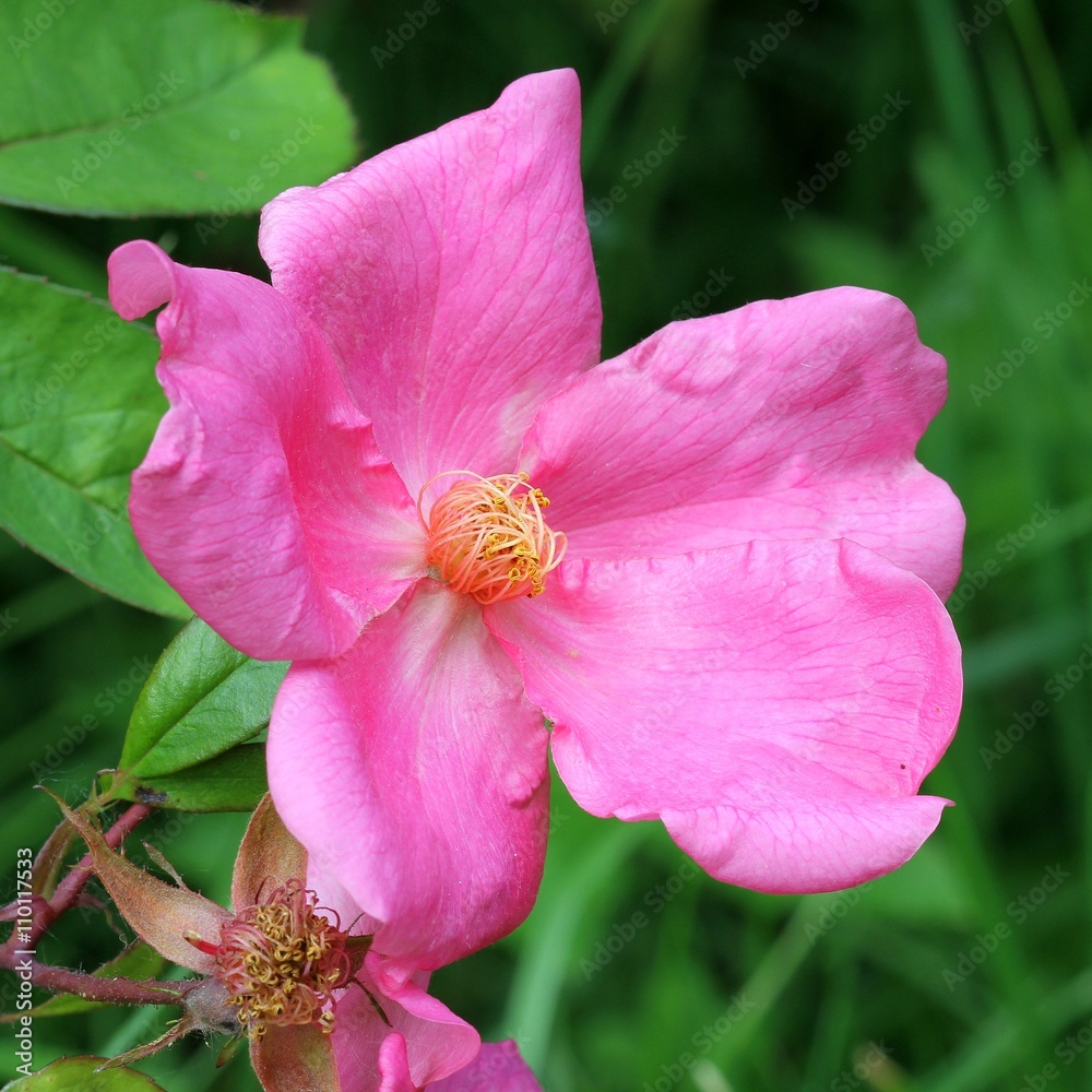 Rosa chinensis Mutabilis Rosa chinensis Mutabilis