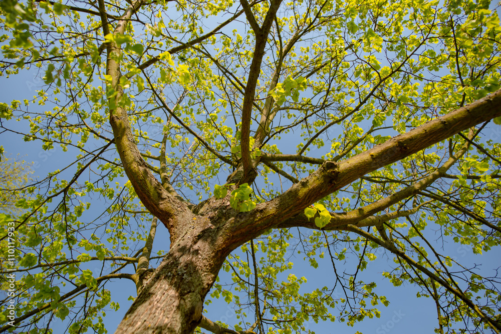 beautiful park tree over blue sky beautiful park tree over blue sky