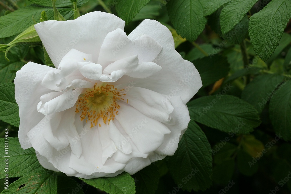 Obraz premium Rugosa rose