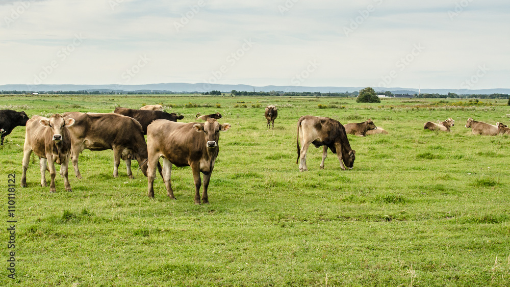 troupeau de vaches dans une champs, temps nuageux