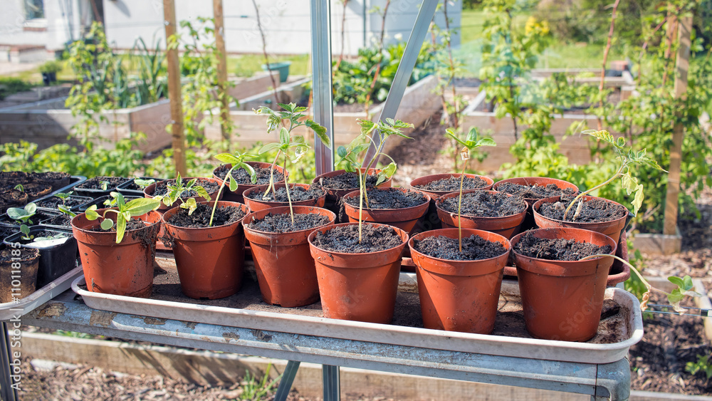 Plants Growing In Greenhouse. Vegetable Garden Sustainable Living